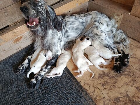 chiots setter anglais blue belton 750 17210 Polignac