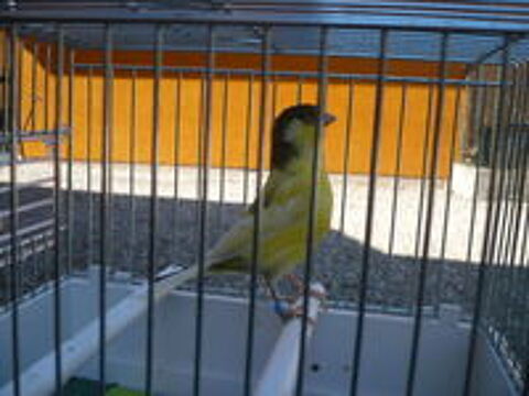   canari 2026  