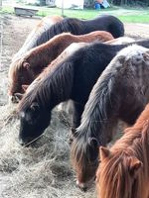   EQUI-GYM
centre equestre a ELNE 