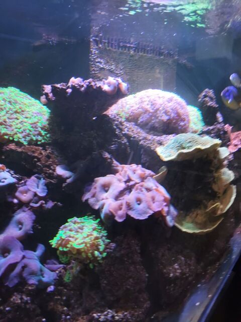 Roches vivantes, coraux et poissons récifaux 400 78800 Houilles