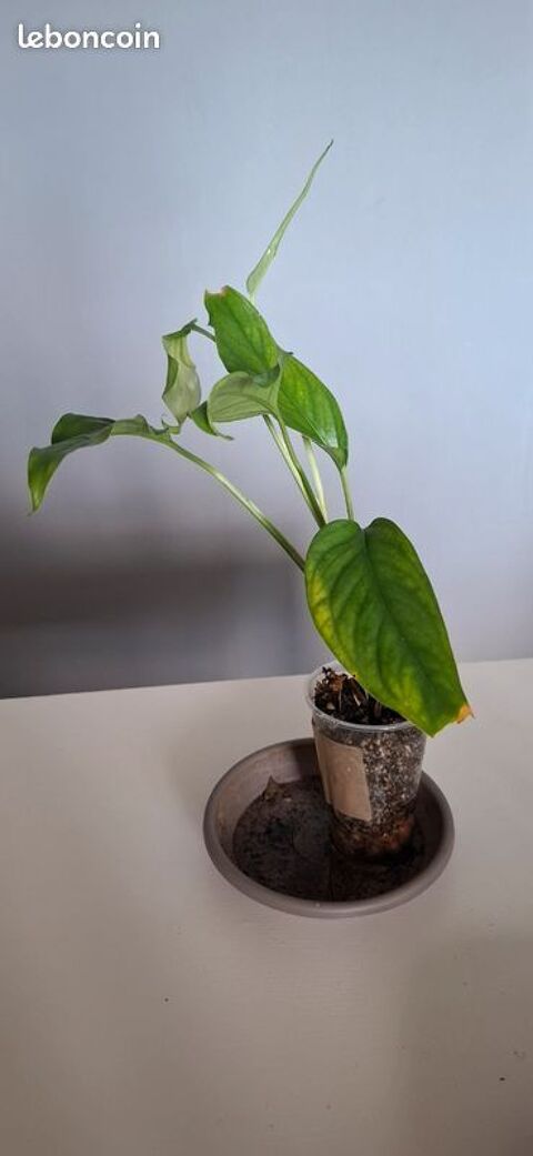 Monstera obliqua filamentous bouture 6 Clermont-Ferrand (63)