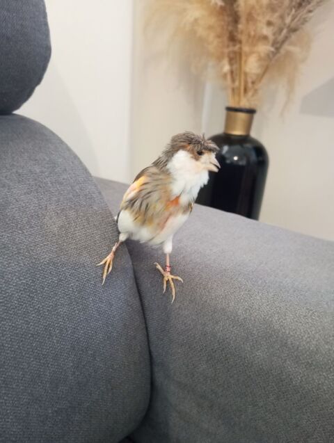 Canari portugais 40 44800 Saint-herblain