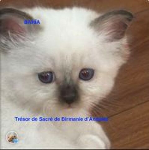   Les chatons à réserver payement en plusieurs fois possible 