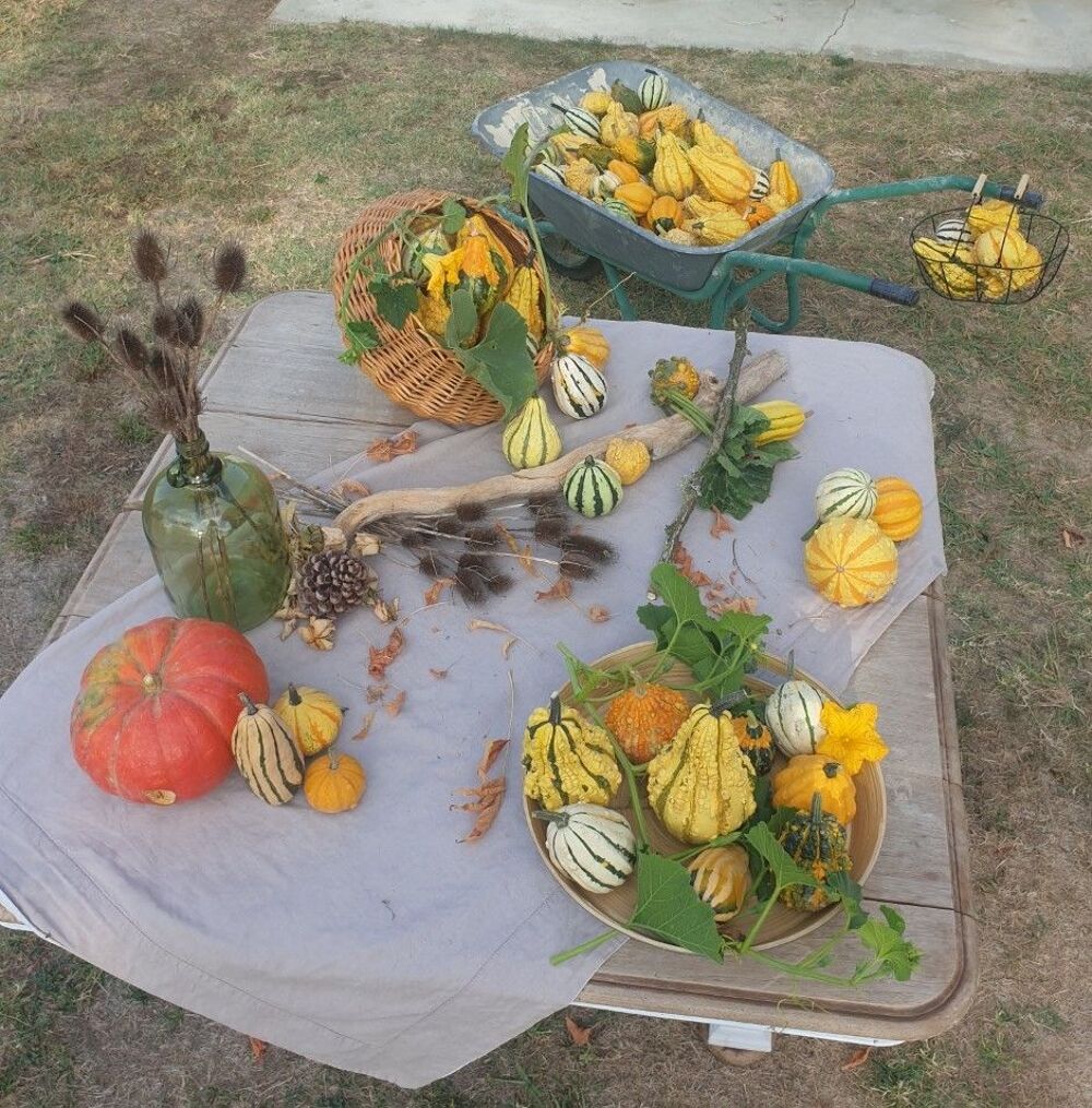 COLOQUINTES et COURGES d&eacute;coratives Décoration