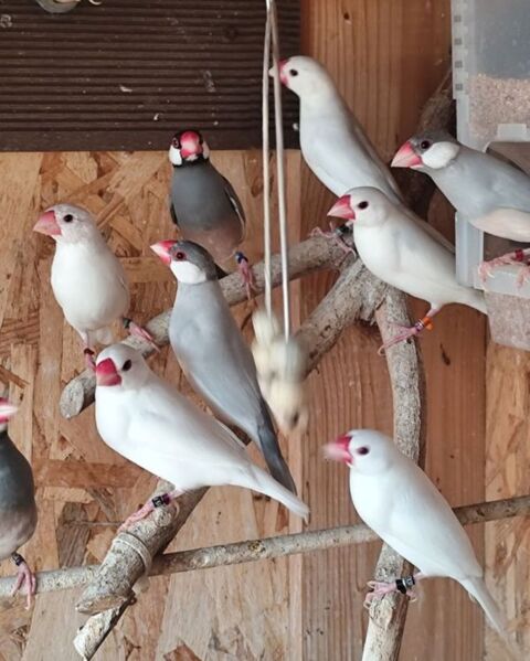 Couples de paddas de Java sex&eacute;s adn  2025 50 49250 Brion