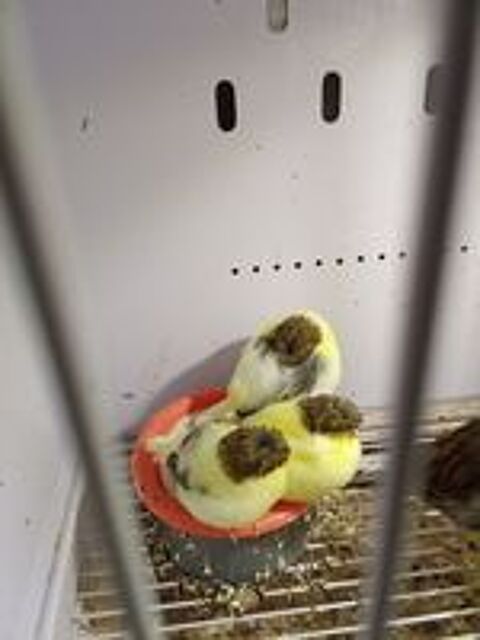   Canaris glosters  