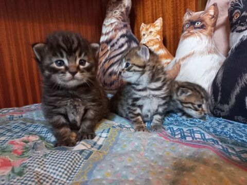 CHATON  A  RESERVER-CHAT 0 93370 Montfermeil