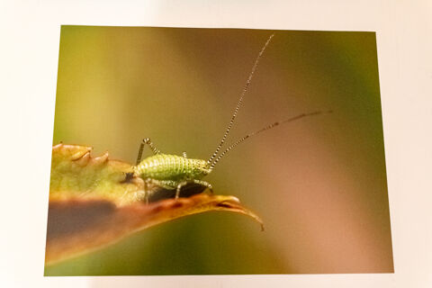 Photographie de sauterelle (2) 15 Villerupt (54)