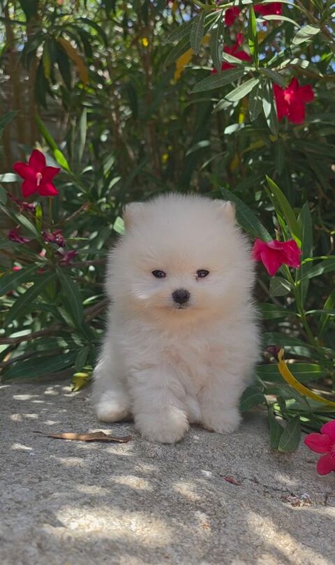 Spitz nain pomeranien 1690 66510 Saint-hippolyte