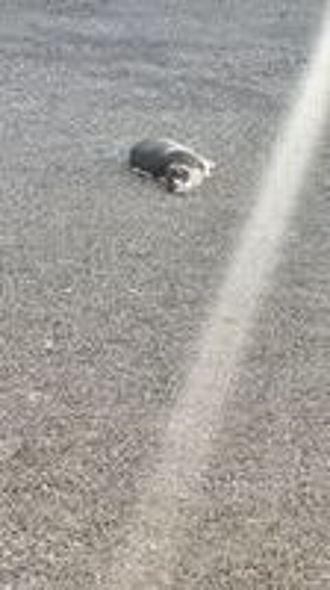   Chat FRIMOUSSE � l adoption 