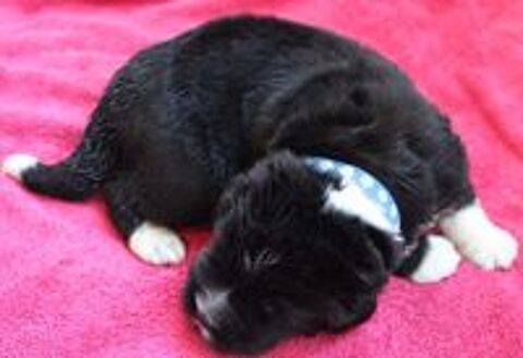   DE CHIOT TERRE NEUVE LOF 