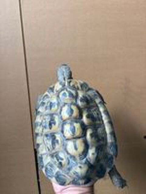   Tortue male 