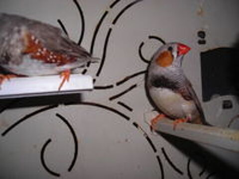   Echange Oiseaux mandarins 