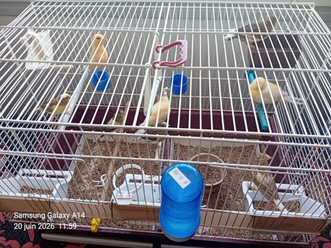 Canaris  oiseaux 15 95100 Argenteuil