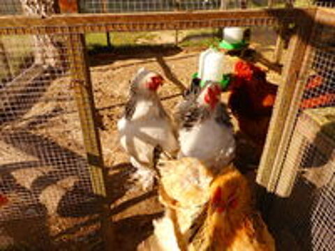   POULES COQS POUSSINS OEUFS BRAHMAS 1.60 E 