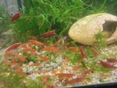   Crevettes neocaridina rouges sakura red 