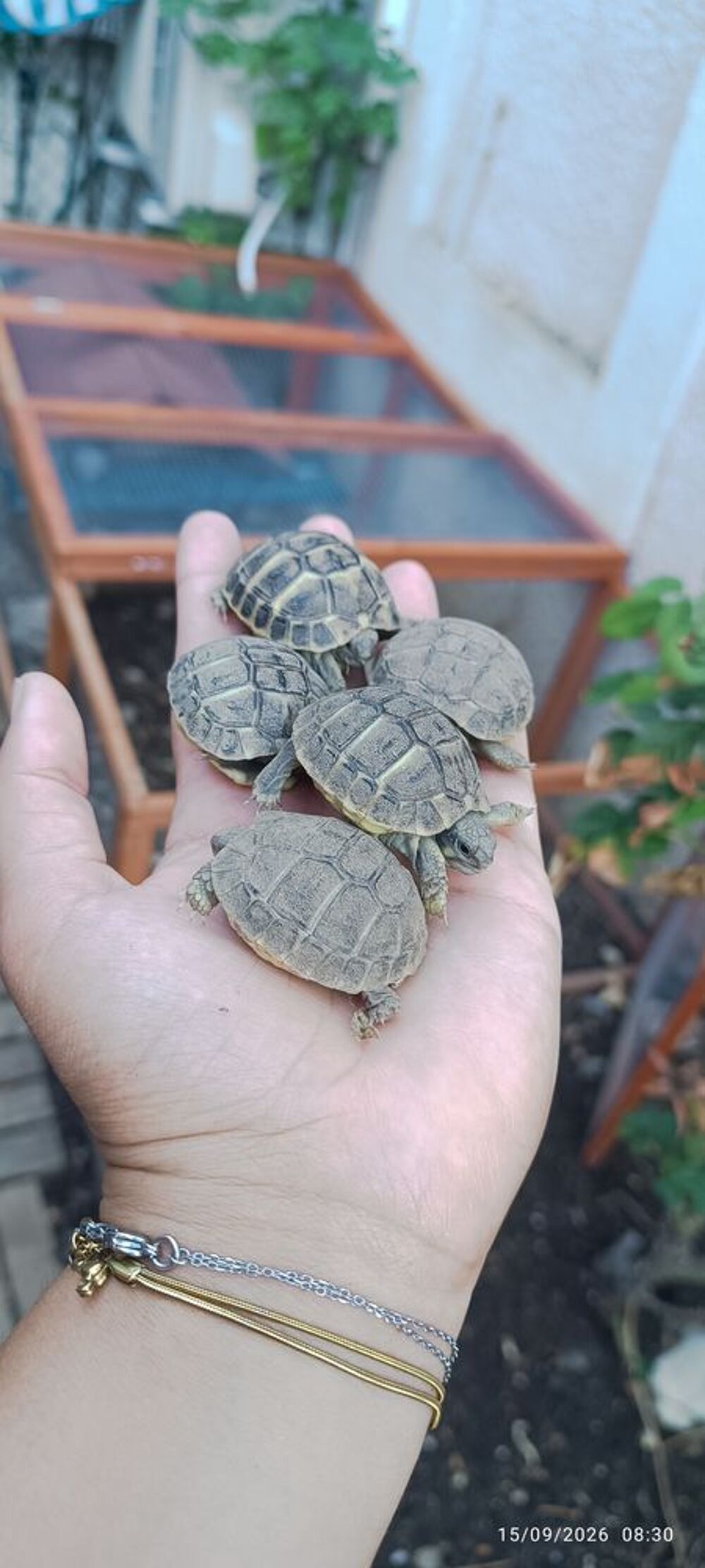   Plusieurs tortue dispo  