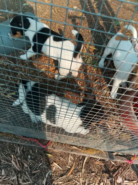 3 chiots 600 40290 Estibeaux