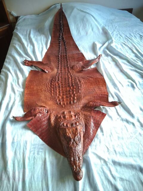 Peau de crocodile unique collector Beaujeu (69)