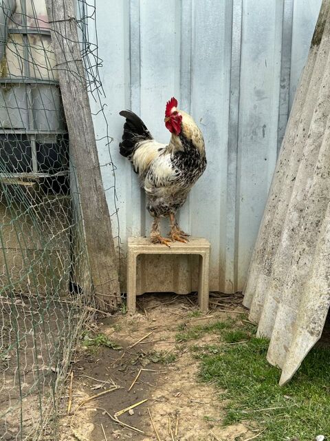 Coq 6 49670 Valanjou