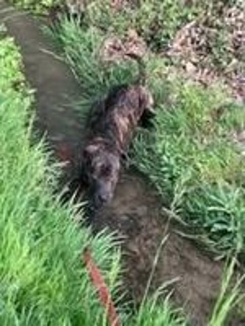   Chien TANOS à l adoption 