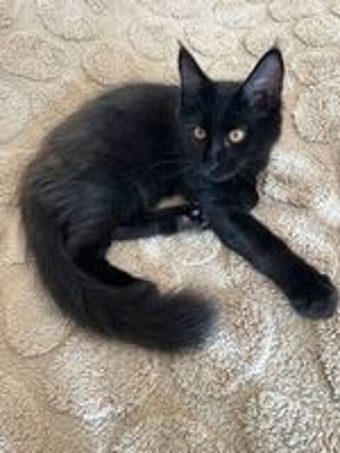   Maine Coon Mâle Black  