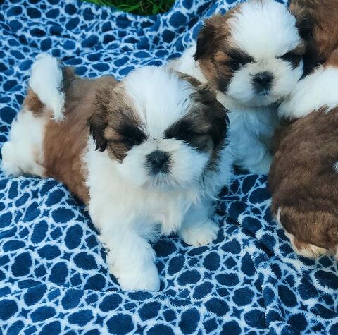 B&eacute;b&eacute;s Shih Tzu  1500 02120 Tupigny