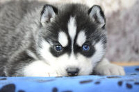   Superbes chiots Husky de Sibérie LOF 