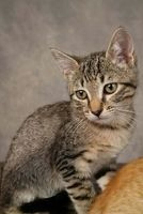  NUTS adorable chaton 3 mois cherche famille 