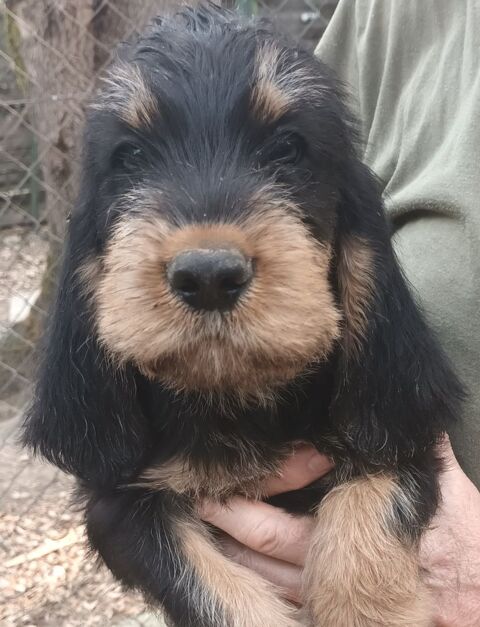 Chiots griffon nivernais LOF &agrave; r&eacute;server 500 82440 Réalville