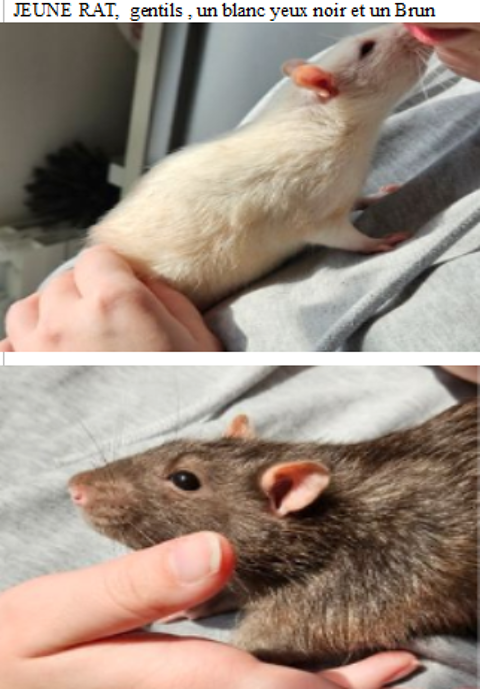 2 Jeunes RATS m&acirc;les 5 18200 Saint-amand-montrond