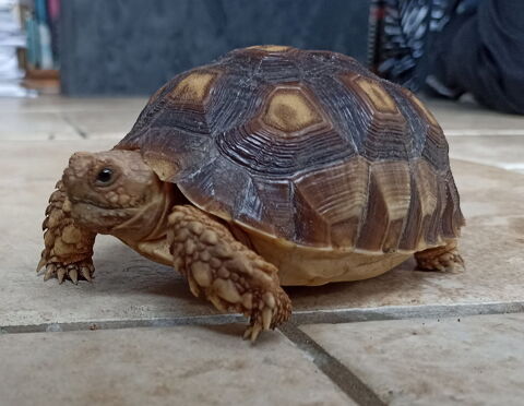 tortue terestre sulcata 200 78270 Bennecourt