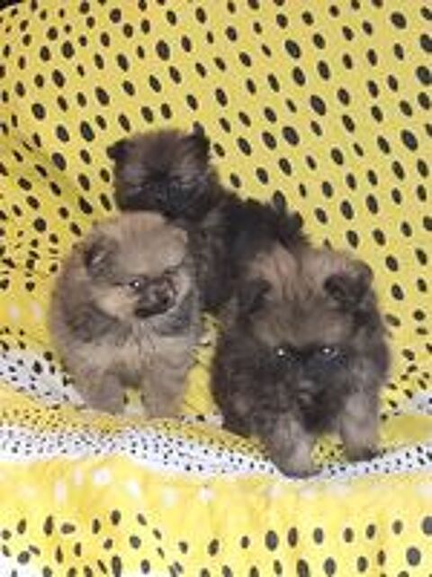   chiots spitz non lof 