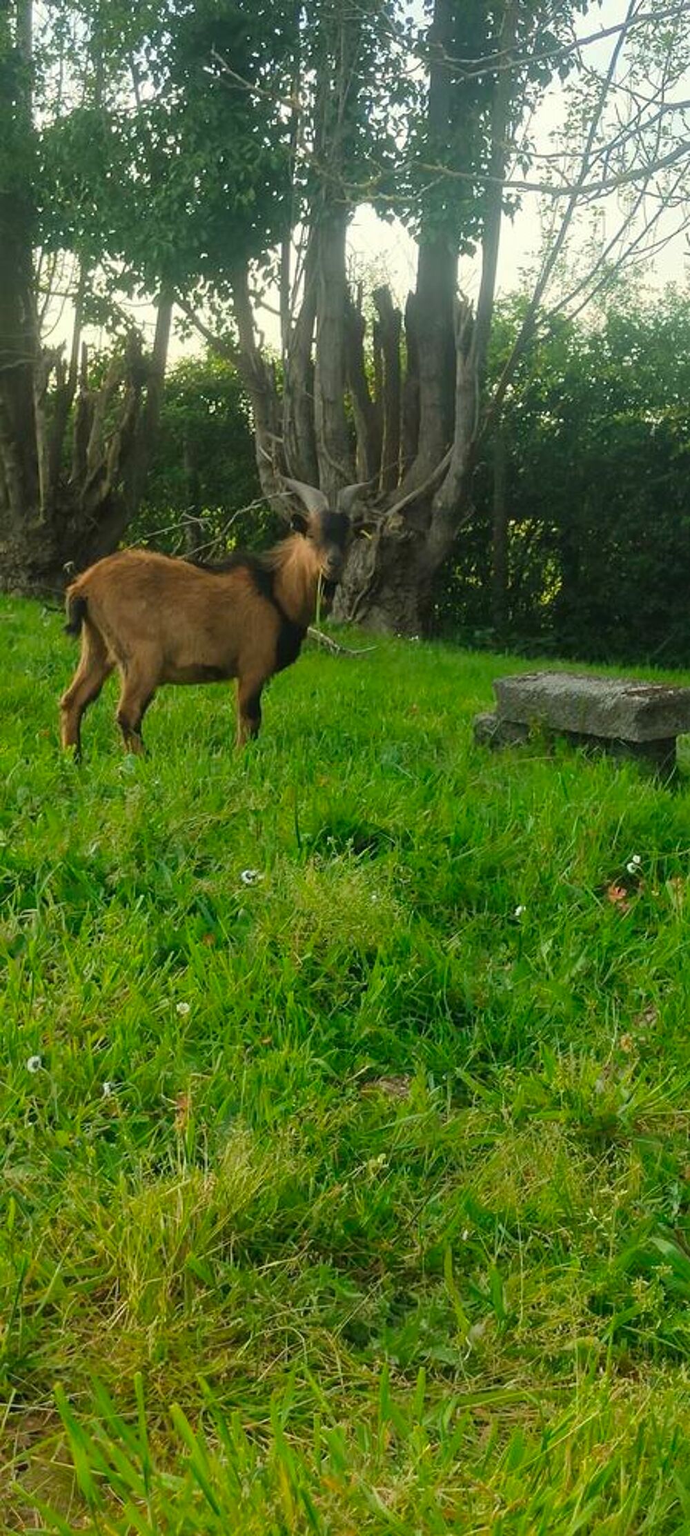   Limp, bouc nain � adopter 