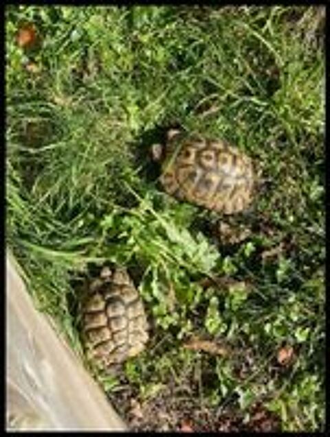   Tortue Graeca mâle/ femelle.  