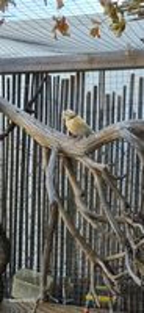   Canaris  