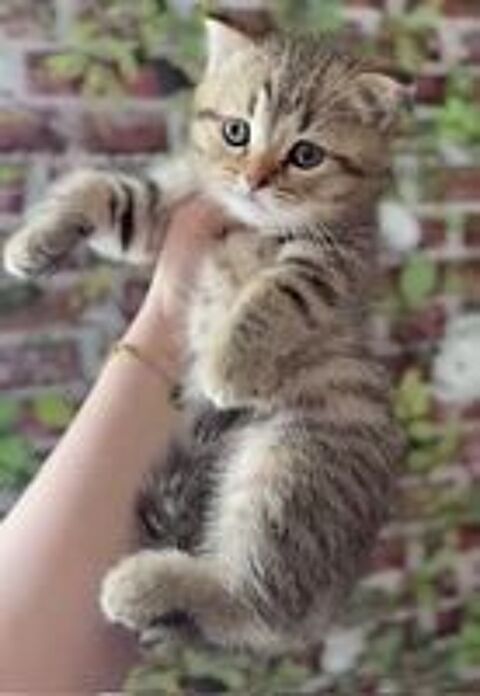   magnifique chaton british shorthair brown tabby 