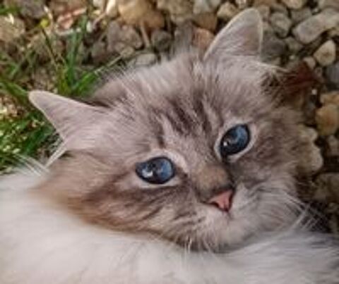   Magnifiques chatons sacrs de birmanie loof  
