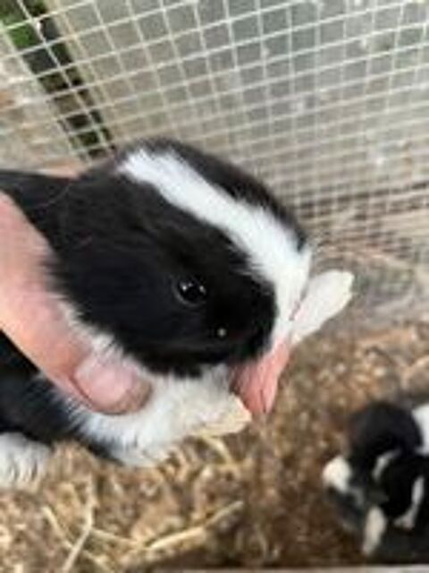   LAPINS NAINS 