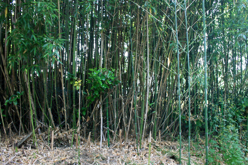 Bambous a couper ou a deraciner Jardin
