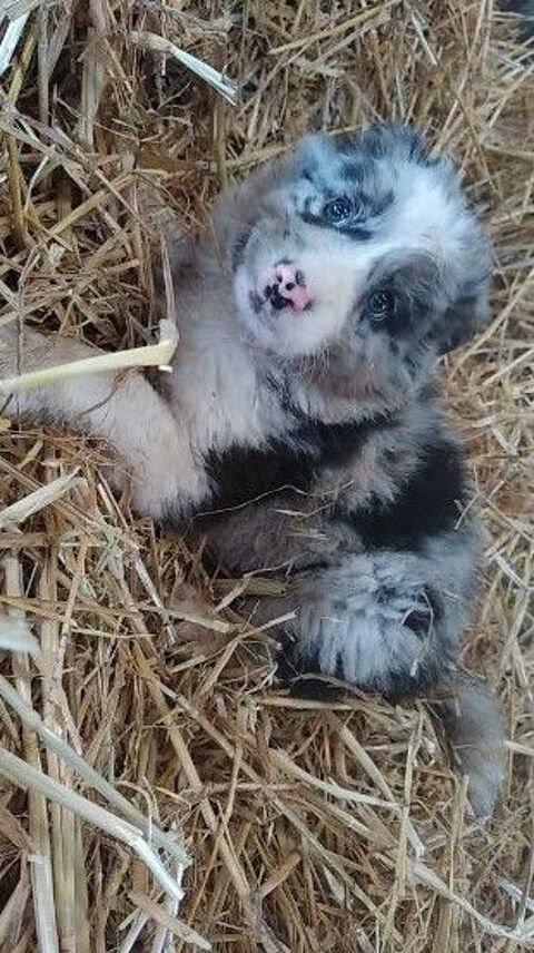chiots border collie 450 59310 Landas
