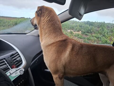 Vichy, crois&eacute;e shar pei, 3 ans 200 84600 Grillon