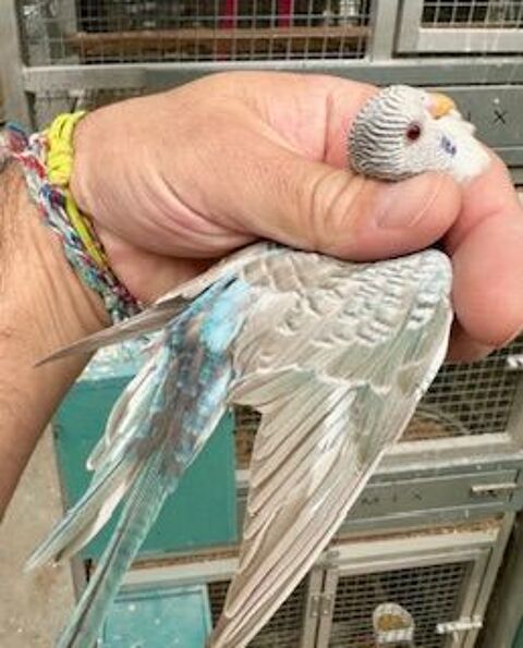 Perruches Dun Fallow black wing 50 24000 P�rigueux