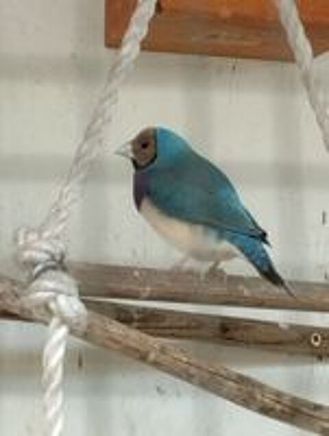   Gould bleu mâle  