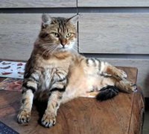   PAMELA, jolie chatte tigre  adopter via l'association UMA 