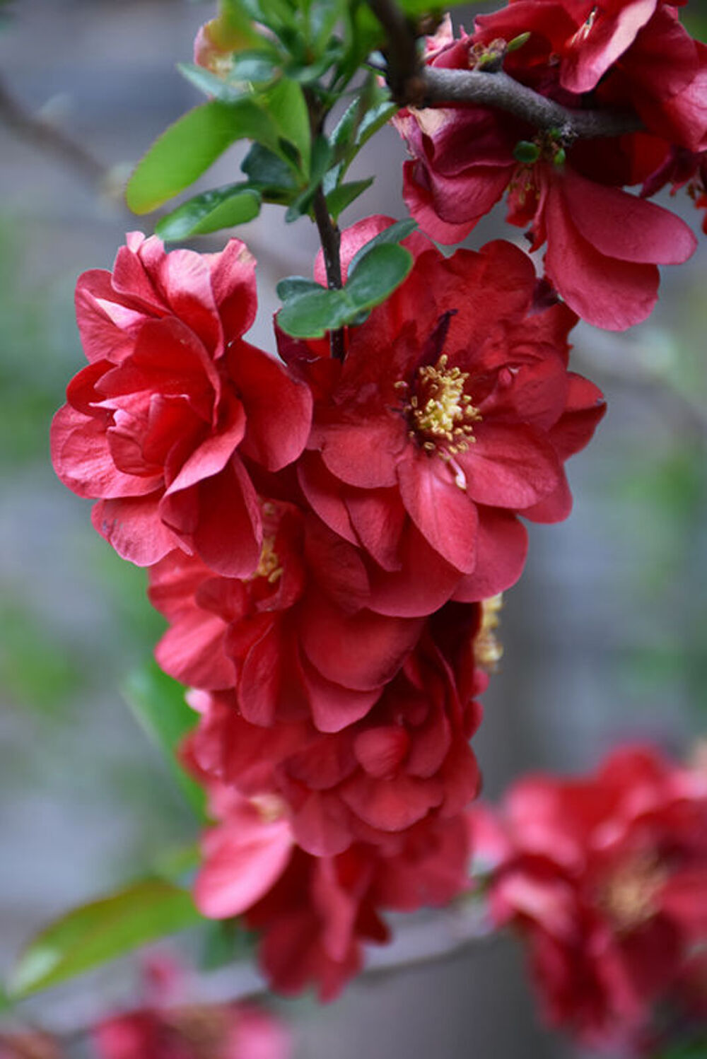 Cognassier du Japon aux fleurs rouges vives container. ?? Jardin