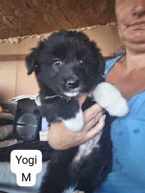YOGI   au refuge en roumanie 0 75018 Paris