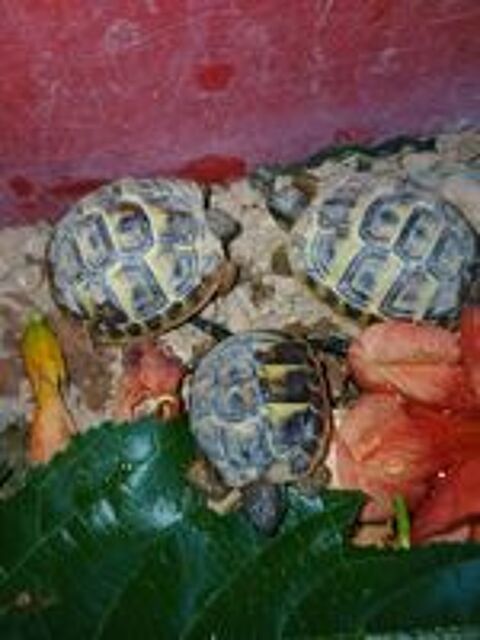   Tortues de terre
