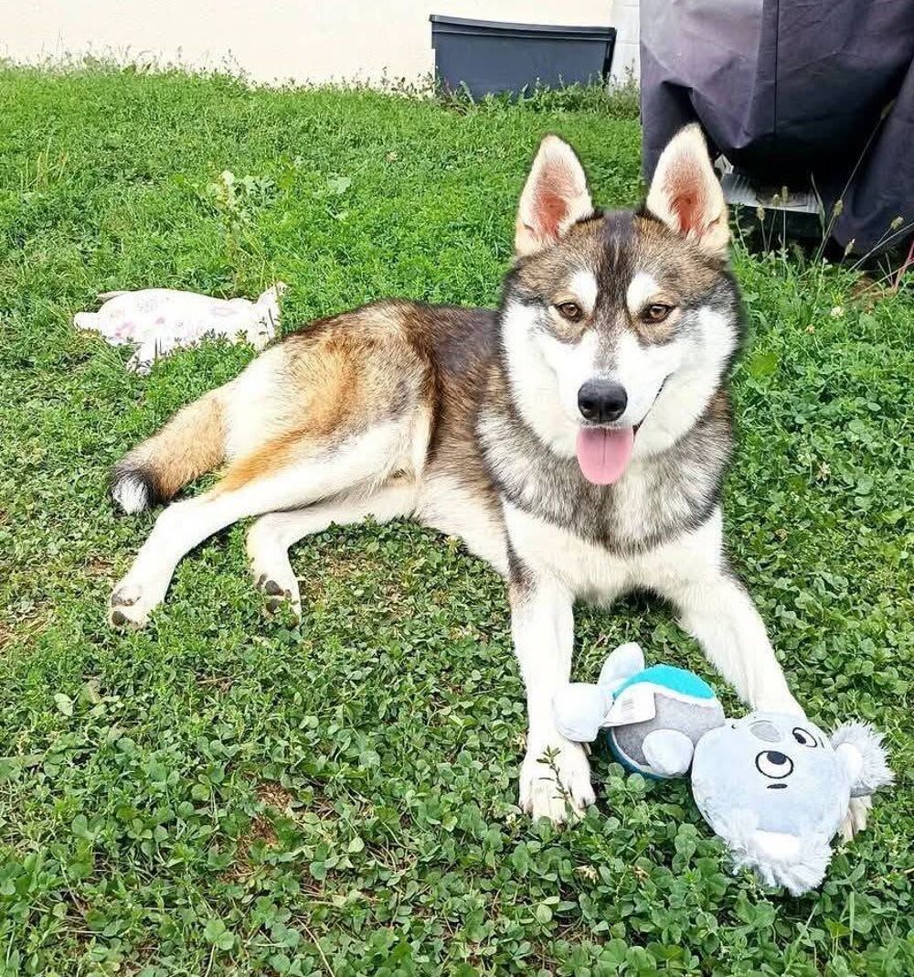   Chien BALTO à l adoption 