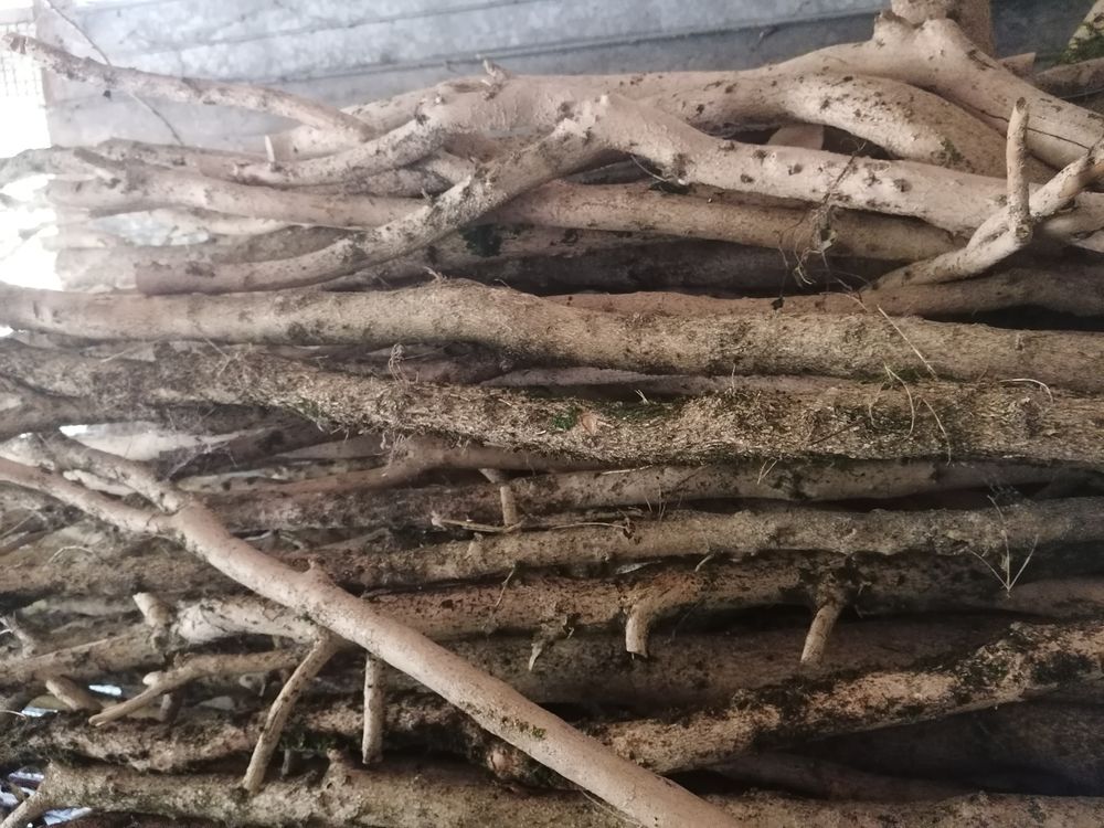  bois buis Jardin